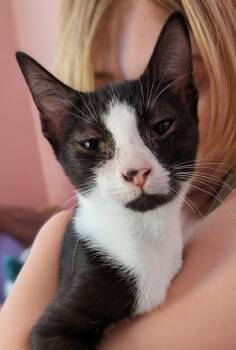 Rescue Domestic Short Hair Cats for Adoption in Evans, Georgia - Ellie | PetCurious