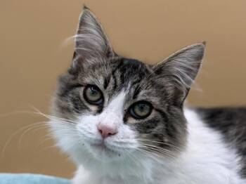 Muffin -  Domestic Medium Hair Cat for Adoption in Portland, Oregon - Muffin | PetCurious