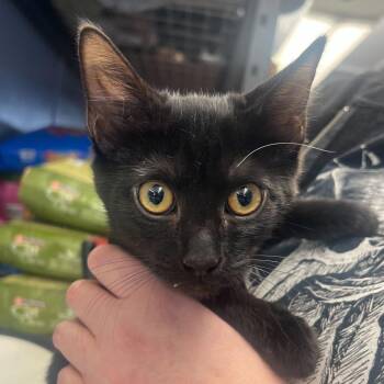 Domestic Short Hair Cats Available for Adoption - Gravy | PetCurious