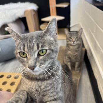 Domestic Short Hair Cats Available for Adoption in Los Angeles, California - Bradley & Angelina  | PetCurious