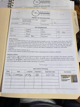 Domestic Short Hair Cats Available for Adoption - Kodi | PetCurious