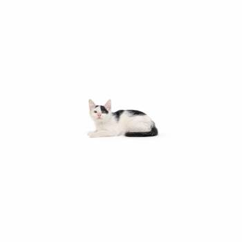 Socks -  Domestic Short Hair Cat for Adoption in Los Angeles, California - Socks | PetCurious