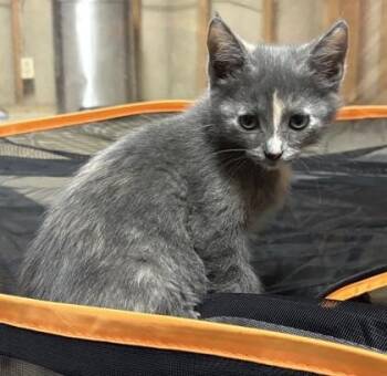 Mochi -  Domestic Short Hair Cat for Adoption in Lafayette, Indiana - Mochi | PetCurious