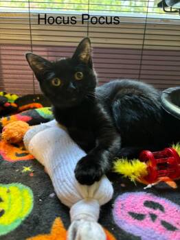 Hocus Pocus -  Domestic Short Hair Cat for Adoption in Cambridge, Maryland - Hocus Pocus | PetCurious