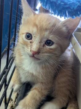 Domestic Short Hair Cats Available for Adoption in Yuma, Arizona - Eustace | PetCurious