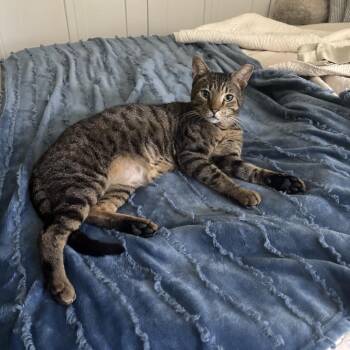 Barron -  Domestic Short Hair Cat for Adoption in Buffalo, New York - Barron | PetCurious