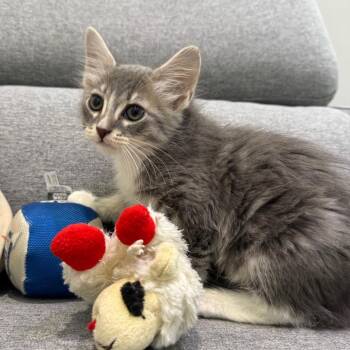 Domestic Medium Hair Cats Available for Adoption - Keyboard | PetCurious