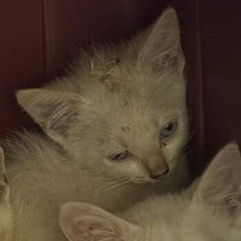 Rome -  Domestic Short Hair and Siamese Cat for Adoption in Charlottesville, Virginia - Rome | PetCurious