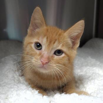 Dakota -  Domestic Short Hair Cat for Adoption in Michigan City, Indiana - Dakota | PetCurious