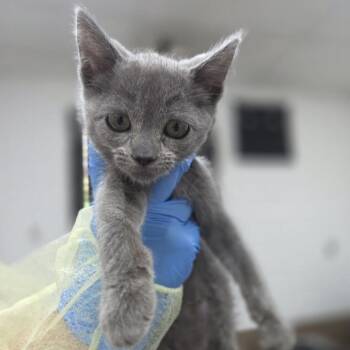 Cape Elizabeth -  Domestic Short Hair Cat for Adoption in Incline Village, Nevada - Cape Elizabeth | PetCurious