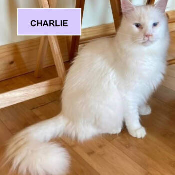 Rescue Domestic Long Hair Cats for Adoption in Merrifield, Virginia - Charlie Tarkitty (bonded With Adele Tarkitty) | PetCurious