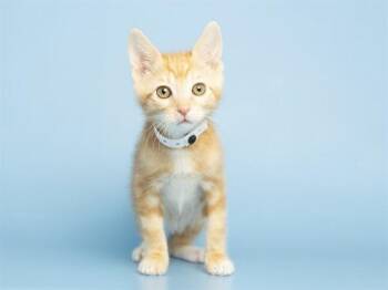 MANGO -  Domestic Short Hair Cat for Adoption in Phoenix, Arizona - MANGO | PetCurious