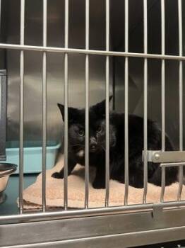 Salmon -  Domestic Short Hair Cat for Adoption in Fishers, Indiana - Salmon | PetCurious