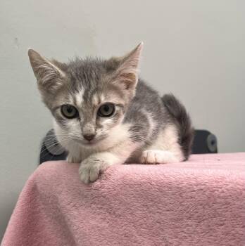 Gilbert -  Domestic Short Hair Cat for Adoption in Media, Pennsylvania - Gilbert | PetCurious
