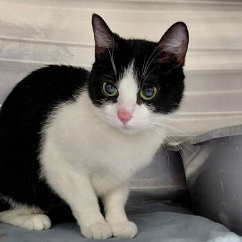 Domestic Short Hair Cats Available for Adoption in Philadelphia, Pennsylvania - Minnie | PetCurious