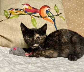 Valkyrie -  Domestic Short Hair Cat for Adoption in Groveland, Massachusetts - Valkyrie | PetCurious