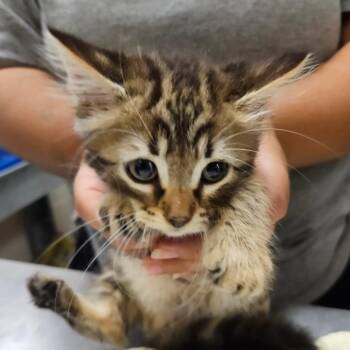 SCFL-Stray-66349 -  Domestic Short Hair Cat for Adoption in Lake Panasoffkee, Florida - SCFL-Stray-66349 | PetCurious