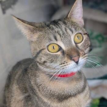 Domestic Short Hair Cats Available for Adoption - Boo | PetCurious