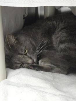 Halo -  Domestic Short Hair Cat for Adoption in Montreal, Quebec - Halo | PetCurious
