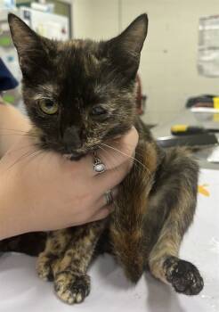 Rescue Domestic Short Hair Cats for Adoption - MYSTIC | PetCurious