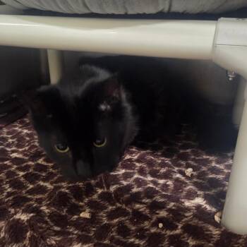 Domestic Medium Hair Cats Available for Adoption in Spokane, Washington - Bam Bam | PetCurious
