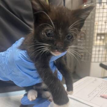 Firecracker -  Domestic Short Hair Cat for Adoption in Summerville, South Carolina - Firecracker | PetCurious