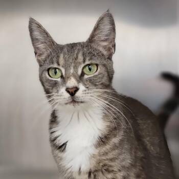 Cirrus -  Domestic Short Hair Cat for Adoption in Sarasota, Florida - Cirrus | PetCurious