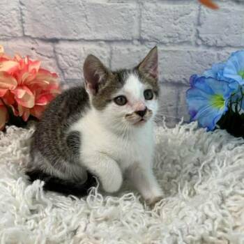 Domestic Short Hair Cats Available for Adoption in Harrisonburg, Virginia - Toffee | PetCurious