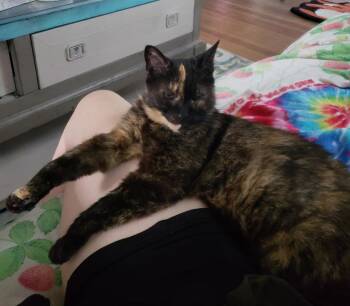 Rescue Tortoiseshell Cats for Adoption in Buffalo, New York - Starushka | PetCurious