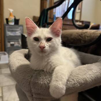 Asher -  Domestic Medium Hair Cat for Adoption in Tuttle, Oklahoma - Asher | PetCurious