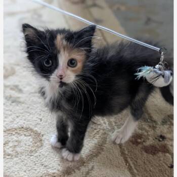 Julie -  American Shorthair and Domestic Short Hair Cat for Adoption in Griswold, Connecticut - Julie | PetCurious