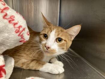 DIVINA -  Domestic Short Hair Cat for Adoption in Tustin, California - DIVINA | PetCurious