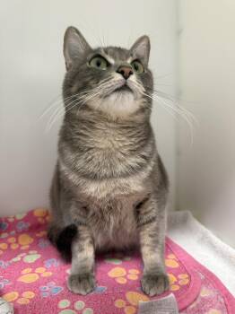 Domestic Short Hair Cats Available for Adoption - Lily | PetCurious