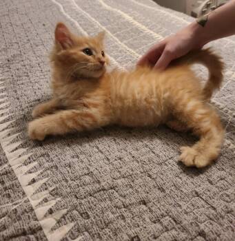 Hi-C -  Domestic Short Hair Cat for Adoption in Oceanside, California - Hi-C | PetCurious