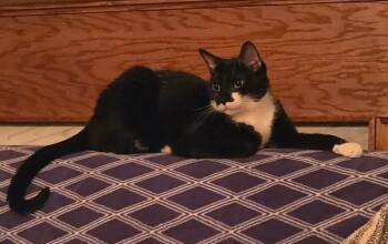 Johnny -  Domestic Short Hair Cat for Adoption in Youngsville, North Carolina - Johnny | PetCurious