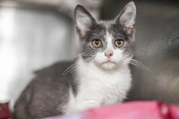 A1271323 -  Domestic Short Hair Cat for Adoption in Charlotte, North Carolina - A1271323 | PetCurious