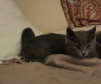Smokey -  Domestic Short Hair Cat for Adoption - Smokey | PetCurious