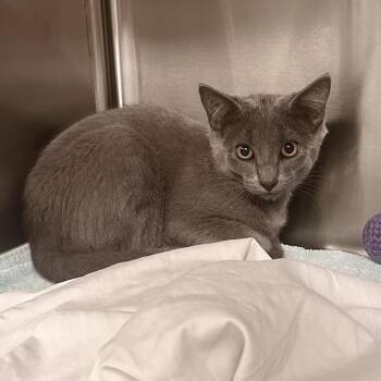 Sterling -  Domestic Short Hair Cat for Adoption in Hailey, Idaho - Sterling | PetCurious
