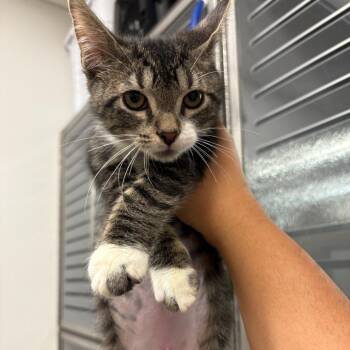 Albert -  Domestic Short Hair Cat for Adoption in NEW PT RICHEY, Florida - Albert | PetCurious