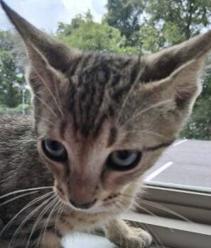 Gambit -  Domestic Short Hair Cat for Adoption in Sevierville, Tennessee - Gambit | PetCurious