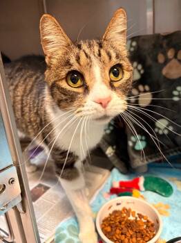 Rescue Domestic Short Hair Cats for Adoption in Detroit, Michigan - Tom | PetCurious