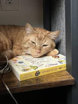 Theodore -  Domestic Medium Hair Cat for Adoption - Theodore | PetCurious