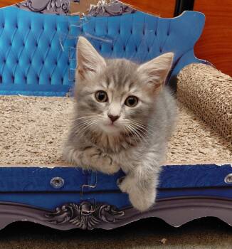 JT -  Extra Toes Cat Hemingway Polydactyl Cat for Adoption in Marvin, North Carolina - JT | PetCurious