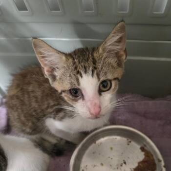 Jack -  Domestic Short Hair Cat for Adoption in Mt. Juliet, Tennessee - Jack | PetCurious