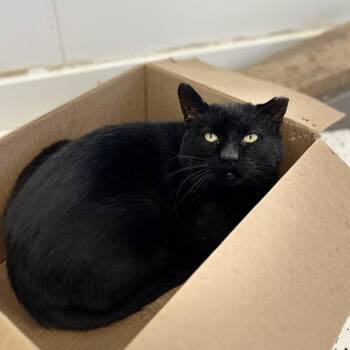 Domestic Short Hair Cats Available for Adoption in Portage, Michigan - Loki | PetCurious