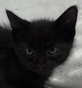 Clove -  Domestic Medium Hair Cat for Adoption in Jackson, Michigan - Clove | PetCurious