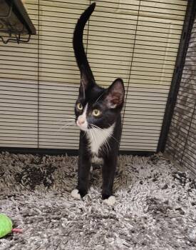Clover -  Domestic Short Hair Cat for Adoption in Elmwood Park, New Jersey - Clover | PetCurious