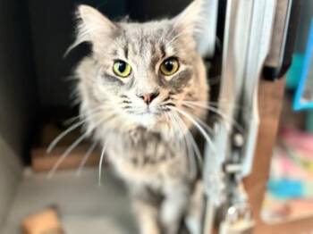 Goya -  Domestic Medium Hair Cat for Adoption - Goya | PetCurious