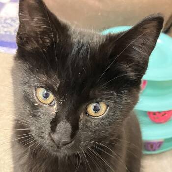 Harold -  Domestic Short Hair Cat for Adoption in Owosso, Michigan - Harold | PetCurious