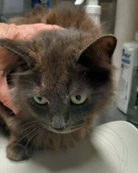 Ellie -  Calico Cat for Adoption in Georgetown, Ohio - Ellie | PetCurious